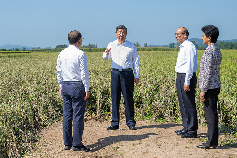 9月6日至8日，中共中央總書記、國家主席、中央軍委主席習近平在黑龍江考察。這是7日上午，習近平在遭受洪澇災(zāi)害的哈爾濱尚志市老街基鄉(xiāng)龍王廟村，察看水稻受災(zāi)情況。